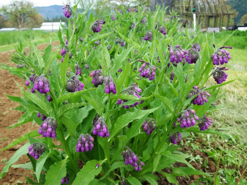 true comfrey bush