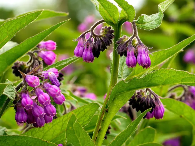 true comfrey plants