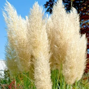 True Ivory Pampas Grass Seeds - Everlasting Tall Plume Flower Perennial - Image 1