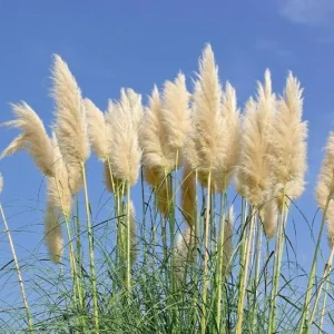 True Ivory Pampas Grass Seeds - Everlasting Tall Plume Flower Perennial - Image 3