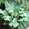 Truly Tiny Banana Plant Musa acuminata Live Starter Plant - 2-3 ft Tall Indoor/Container Plant - Image 1