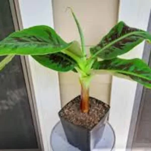 Truly Tiny Banana Plant Musa acuminata Live Starter Plant - 2-3 ft Tall Indoor/Container Plant - Image 2