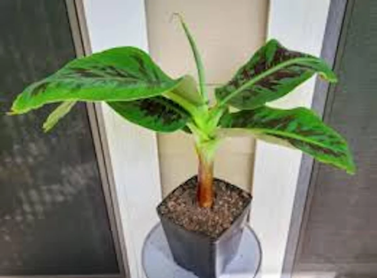 Truly Tiny Banana Plant Musa acuminata Live Starter Plant - 2-3 ft Tall Indoor/Container Plant - Image 2