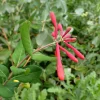 Trumpet Honeysuckle Major Wheeler Live Plant 3.5 inch pot - Hummingbird Vine - Image 1