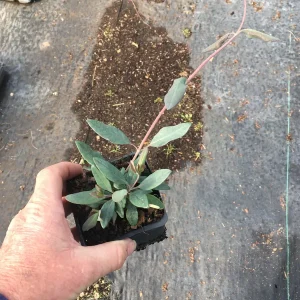 Trumpet Honeysuckle Major Wheeler Live Plant 3.5 inch pot - Hummingbird Vine - Image 2