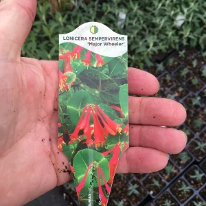 Trumpet Honeysuckle Major Wheeler Live Plant 3.5 inch pot - Hummingbird Vine - Image 3