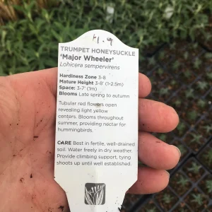 Trumpet Honeysuckle Major Wheeler Live Plant 3.5 inch pot - Hummingbird Vine - Image 4