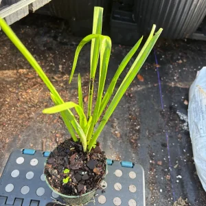 Tuberose Rajnigandha Live Plant – Fragrant White Flowers – 4-inch Pot - Image 3