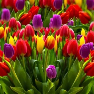 Tulip Flower Bulbs - 14 Bulb Mix, Black, Red, White, Purple - Fall Planting - Image 5