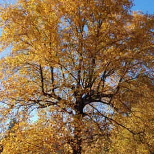 Tulip Poplar Live Plant – Quart Pot – Fast-Growing Native Shade Tree – Yellow Flowers - Image 10