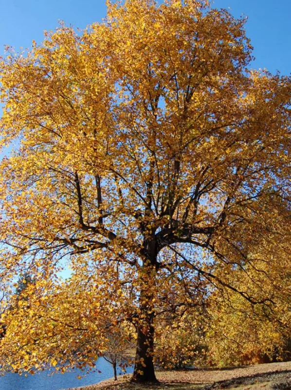 Tulip Poplar Live Plant – Quart Pot – Fast-Growing Native Shade Tree – Yellow Flowers - Image 10