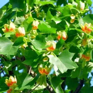 Tulip Poplar Live Plant – Quart Pot – Fast-Growing Native Shade Tree – Yellow Flowers - Image 2