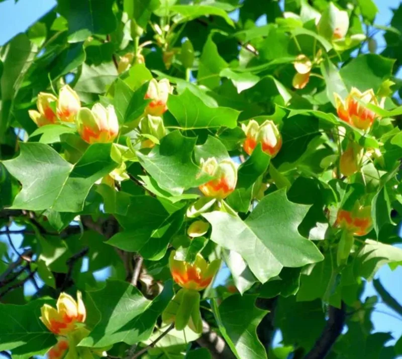 Tulip Poplar Live Plant – Quart Pot – Fast-Growing Native Shade Tree – Yellow Flowers - Image 2