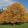 Tulip Poplar Live Plant – Quart Pot – Fast-Growing Native Shade Tree – Yellow Flowers - Image 1