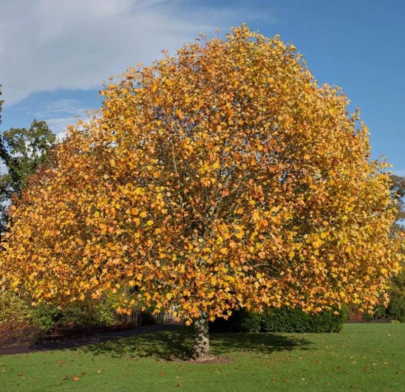 Tulip Poplar Live Plant – Quart Pot – Fast-Growing Native Shade Tree – Yellow Flowers - Image 1