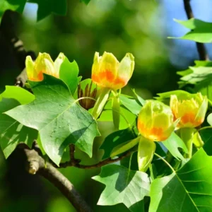 Tulip Poplar Live Plant – Quart Pot – Fast-Growing Native Shade Tree – Yellow Flowers - Image 3