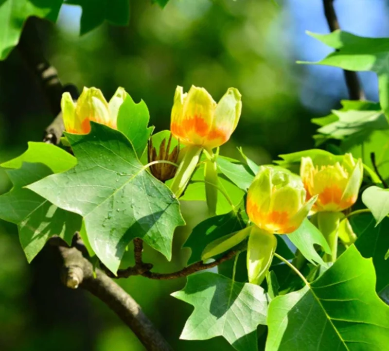 Tulip Poplar Live Plant – Quart Pot – Fast-Growing Native Shade Tree – Yellow Flowers - Image 3