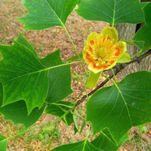 Tulip Poplar Live Plant – Quart Pot – Fast-Growing Native Shade Tree – Yellow Flowers - Image 4