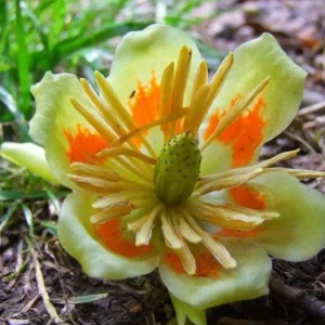 Tulip Poplar Live Plant – Quart Pot – Fast-Growing Native Shade Tree – Yellow Flowers - Image 5