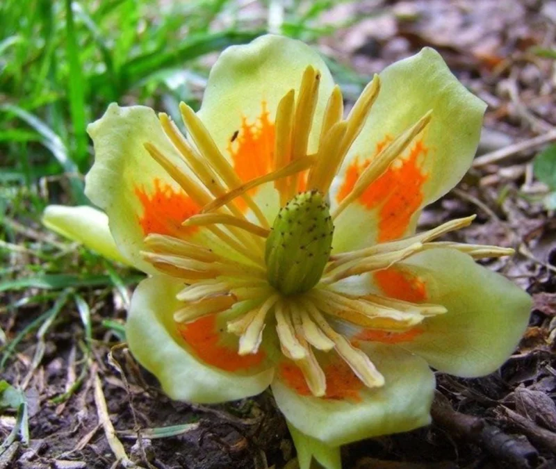 Tulip Poplar Live Plant – Quart Pot – Fast-Growing Native Shade Tree – Yellow Flowers - Image 5