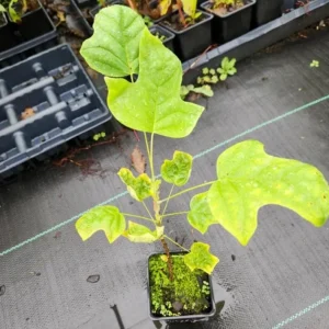 Tulip Poplar Live Plant – Quart Pot – Fast-Growing Native Shade Tree – Yellow Flowers - Image 6