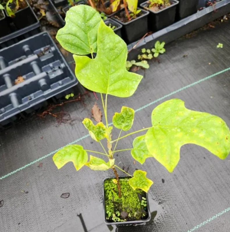 Tulip Poplar Live Plant – Quart Pot – Fast-Growing Native Shade Tree – Yellow Flowers - Image 6