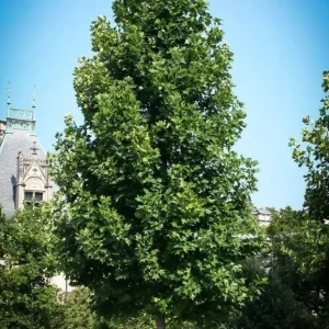 Tulip Poplar Live Plant – Quart Pot – Fast-Growing Native Shade Tree – Yellow Flowers - Image 7