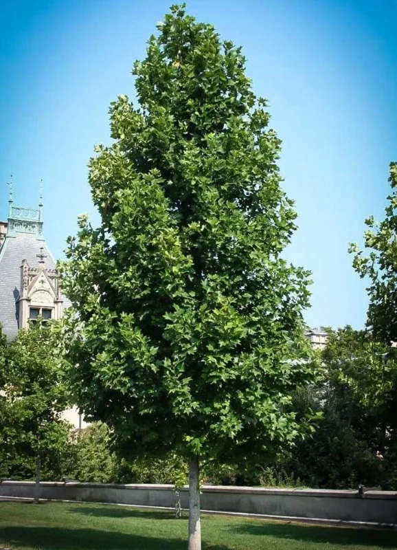 Tulip Poplar Live Plant – Quart Pot – Fast-Growing Native Shade Tree – Yellow Flowers - Image 7