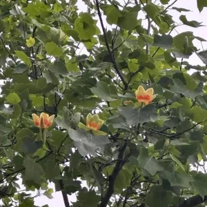 Tulip Poplar Live Plant – Quart Pot – Fast-Growing Native Shade Tree – Yellow Flowers - Image 8