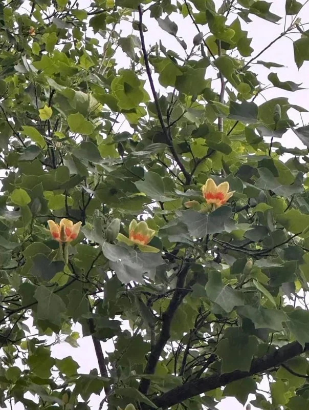 Tulip Poplar Live Plant – Quart Pot – Fast-Growing Native Shade Tree – Yellow Flowers - Image 8