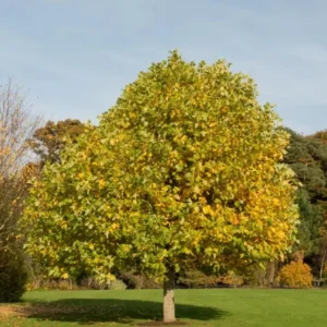 Tulip Poplar Live Plant – Quart Pot – Fast-Growing Native Shade Tree – Yellow Flowers - Image 9