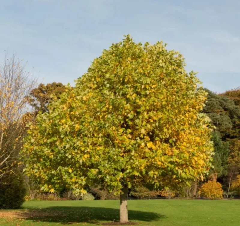 Tulip Poplar Live Plant – Quart Pot – Fast-Growing Native Shade Tree – Yellow Flowers - Image 9