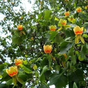 Tulip Poplar Live Tree - Quart Pot - Fast Growing Shade Tree - Image 2