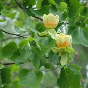 Tulip Poplar Live Tree - Quart Pot - Fast Growing Shade Tree - Image 3