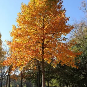 Tulip Poplar Live Tree - Quart Pot - Fast Growing Shade Tree - Image 1