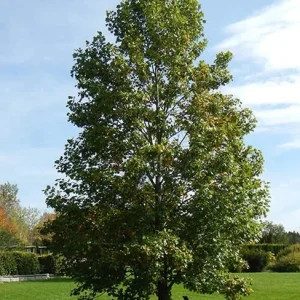 Tulip Poplar Tree Bare-Root - Liriodendron tulipifera - 2 Pack Landscaping & Garden Plants - Image 2