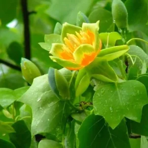 Tulip Poplar Tree Bare-Root - Liriodendron tulipifera - 2 Pack Landscaping & Garden Plants - Image 3