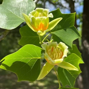 Tulip Poplar Tree Bare-Root - Liriodendron tulipifera - 2 Pack Landscaping & Garden Plants - Image 1