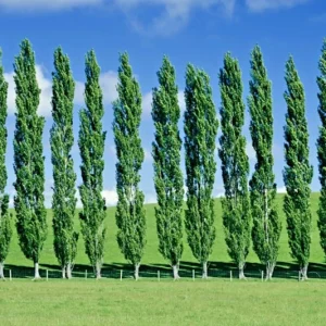 Tulip Poplar Tree Cuttings - Liriodendron tulipifera Flowering Yellow - 10 Count - Image 3