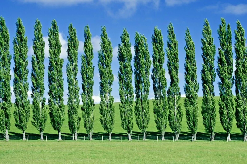 Tulip Poplar Tree Cuttings - Liriodendron tulipifera Flowering Yellow - 10 Count - Image 3