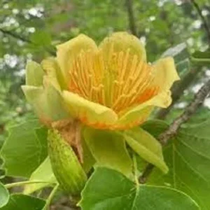 Tulip Tree – Liriodendron tulipifera – Live Plant – 2 Ft Tall – Outdoor - Image 2