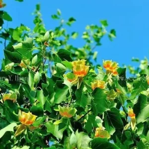 Tulip Tree – Liriodendron tulipifera – Live Plant – 2 Ft Tall – Outdoor - Image 1