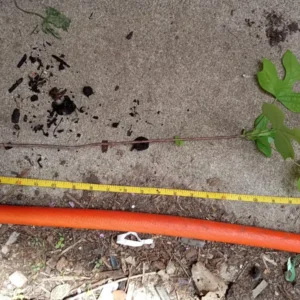 Tulip Tree – Liriodendron tulipifera – Live Plant – 2 Ft Tall – Outdoor - Image 4