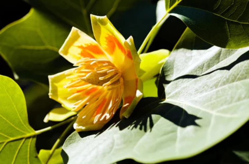 Tulip Tree Live Plant – 6-12 Inches Tall – Quart Pot – Fast Growing Outdoor Tree - Image 2