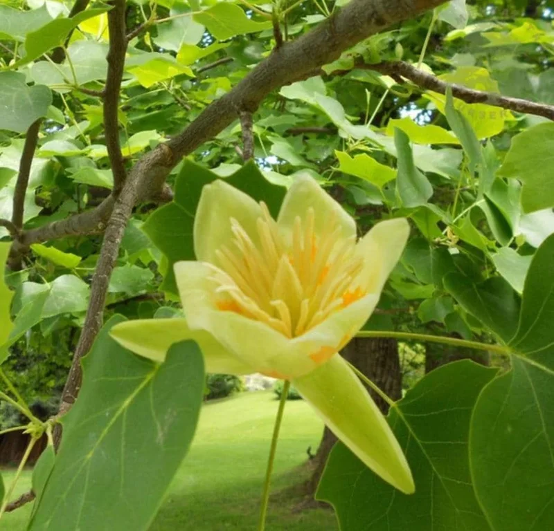 Tulip Tree Live Plant – 6-12 Inches Tall – Quart Pot – Fast Growing Outdoor Tree - Image 3
