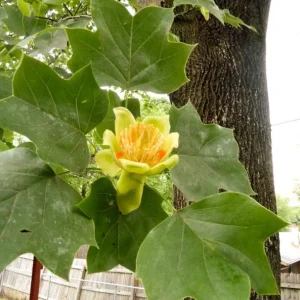Tulip Tree Live Plant – 6-12 Inches Tall – Quart Pot – Fast Growing Outdoor Tree - Image 4