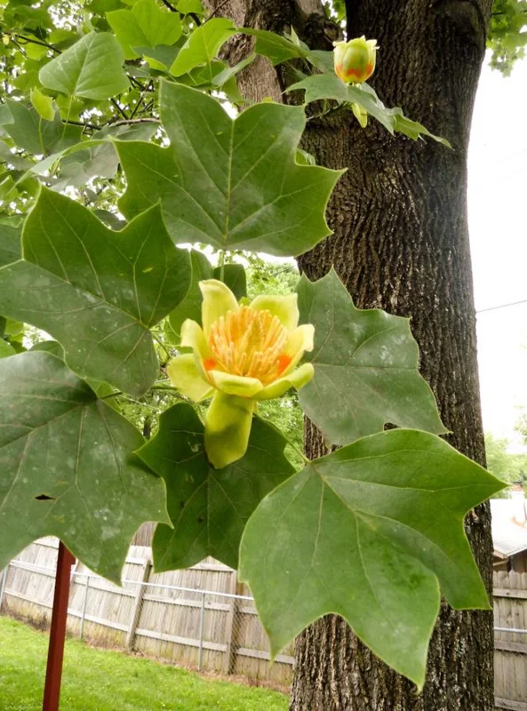 Tulip Tree Live Plant – 6-12 Inches Tall – Quart Pot – Fast Growing Outdoor Tree - Image 4