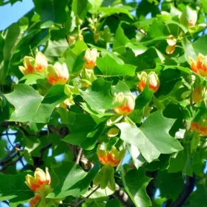 Tulip Tree Live Plant – 6-12 Inches Tall – Quart Pot – Fast Growing Outdoor Tree - Image 5