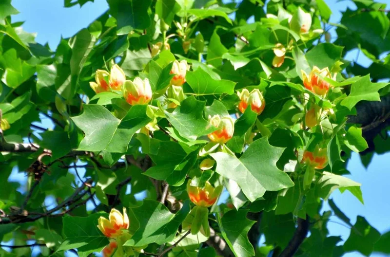 Tulip Tree Live Plant – 6-12 Inches Tall – Quart Pot – Fast Growing Outdoor Tree - Image 5