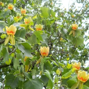 Tulip Tree Live Plant – 6-12 Inches Tall – Quart Pot – Fast Growing Outdoor Tree - Image 6